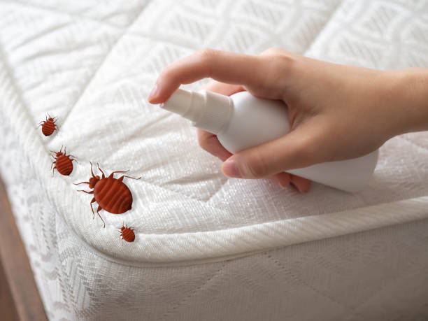 Best Spider Control Near Me  in Clifton, IL